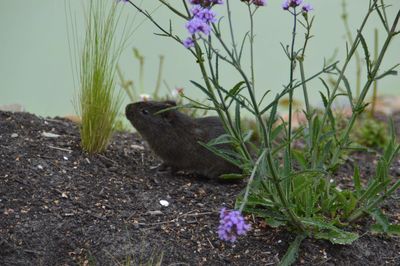 Close-up of lizard on flower pot