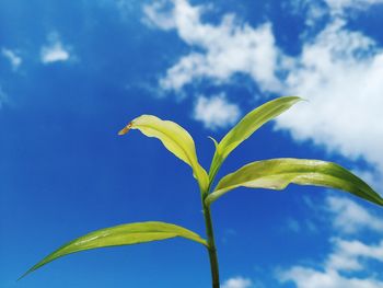 Low angle view of plant against blue sky