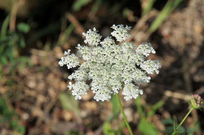 Close-up of white flowering plant on field