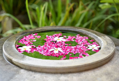 Close-up of pink flowers floating on water