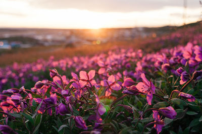 Close-up of pink flowers blooming on field against sky