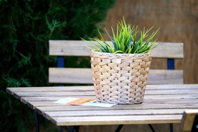 Close-up of potted plant on table