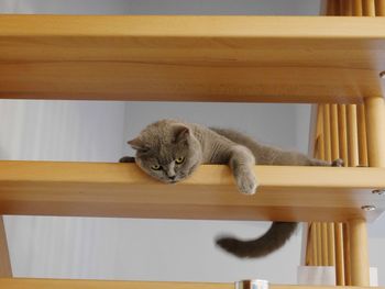 Cat sitting on table