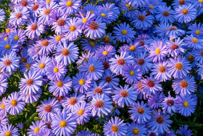 Full frame shot of purple flowering plants