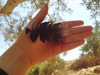 Close-up of hand holding plant