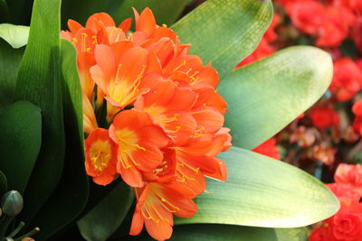 Close-up of red flowering plant