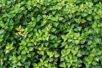 Full frame shot of fresh green leaves on field