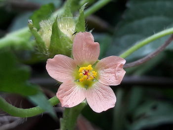 Close-up of flower blooming outdoors