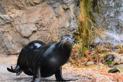 Close-up of sea lion in water