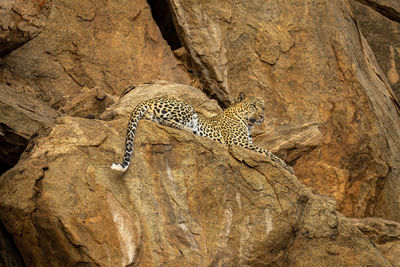 Leopard cub lies on rock looking ahead
