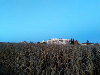 Scenic view of agricultural field against clear blue sky