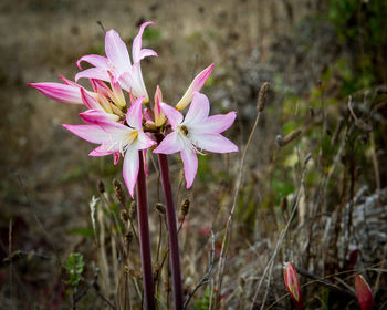 Close-up of pink flowering plant on field