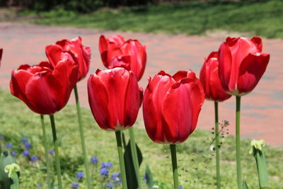 Close-up of red tulips blooming in field