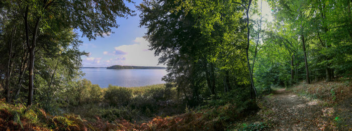 Scenic view of lake in forest against sky