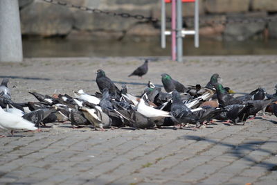 Flock of birds