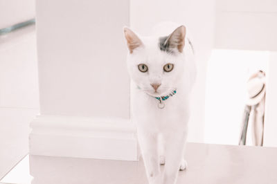 Portrait of white cat sitting on wall at home