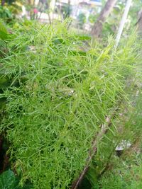 Close-up of fresh green plants on field