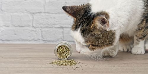 Close-up of cat eating food