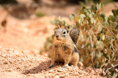 Squirrel on a field