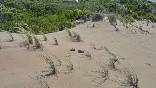 High angle view of trees on sand at beach