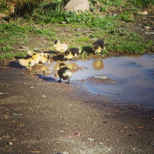 animal themes, water, high angle view, animals in the wild, wildlife, one animal, mammal, nature, domestic animals, duck, pets, bird, dog, day, outdoors, two animals, lake, young animal, sunlight, no people