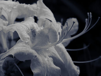 Close-up of water drops on flower