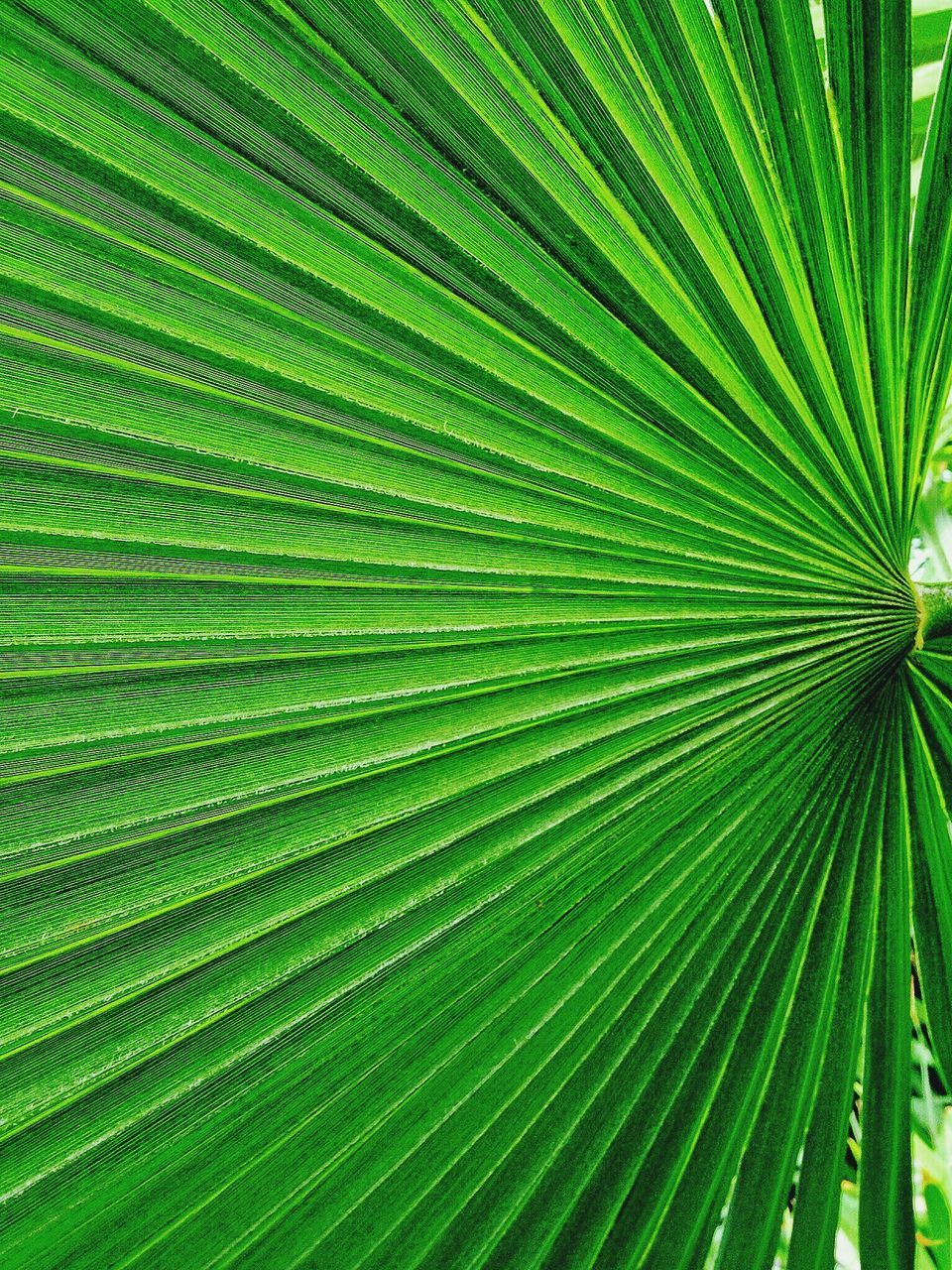 green color, full frame, growth, backgrounds, leaf, natural pattern, nature, green, plant, close-up, pattern, beauty in nature, palm tree, fern, textured, lush foliage, tranquility, palm leaf, day, outdoors