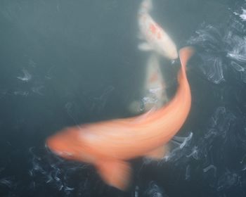 High angle view of man in water