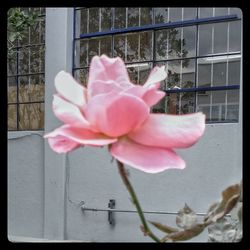 Close-up of pink flower