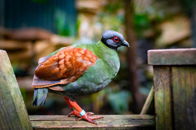 Female crested partridge