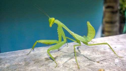 Close-up of praying mantis on wall