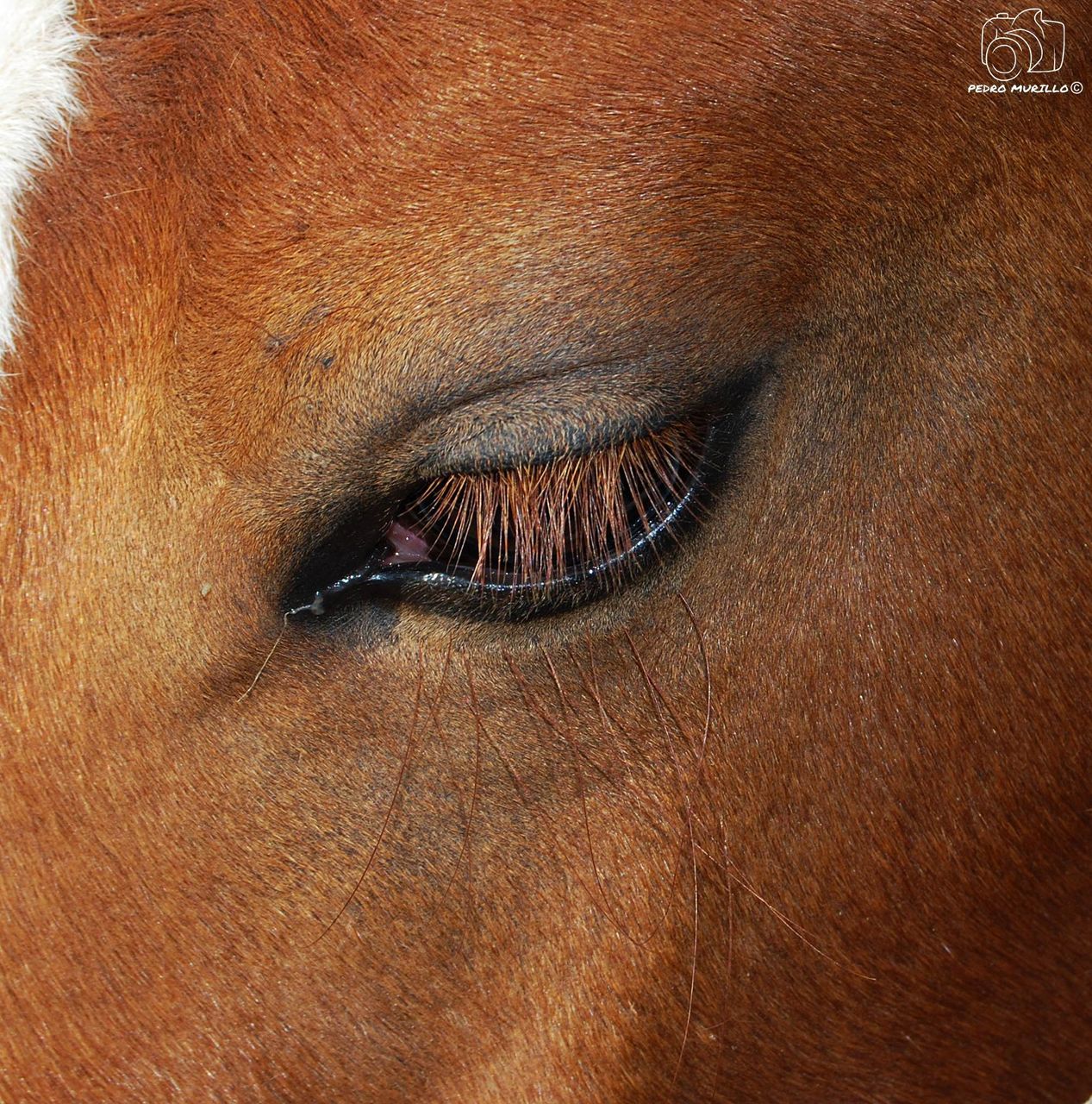 animal body part, brown, animal themes, close-up, one animal, domestic animals, no people, full frame, livestock, mammal, day, outdoors, eyelash