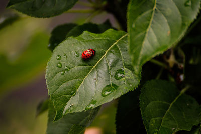 Close-up of ladybug on leaf