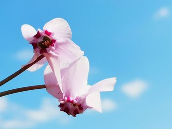 Close-up of pink cherry blossoms against sky