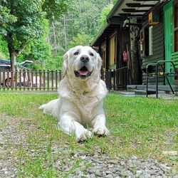 Portrait of dog sitting on grass against trees