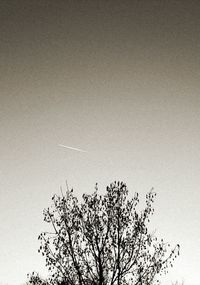 Low angle view of tree against sky