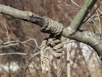 Close-up of rope tied on branch