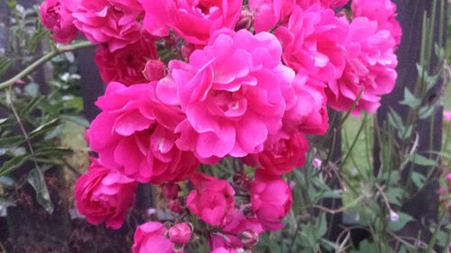 Close-up of pink flowers