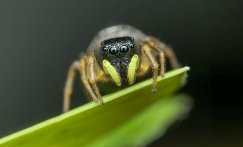 Close-up of caterpillar on leaf