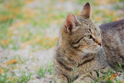 Close-up of cat relaxing on land