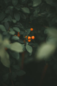 Close-up of orange fruits on tree