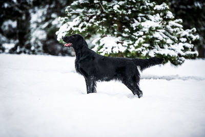 Black dog on snow covered landscape