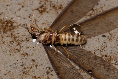 High angle view of insect on wood