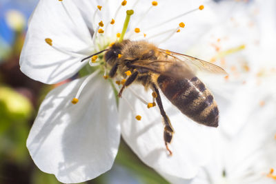 Close-up of bee pollinating on white flower