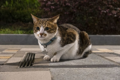 Portrait of a cat