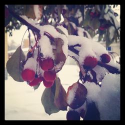 Close-up of red flowers on branch