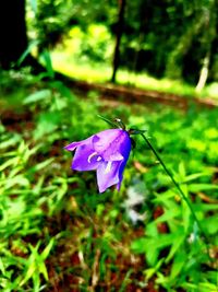 Close-up of purple crocus flower