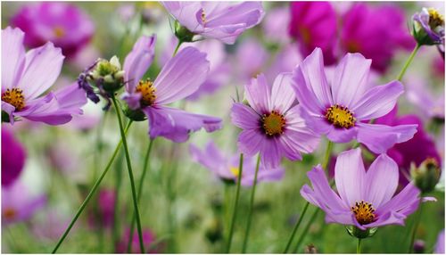 Close-up of bee on purple flowers