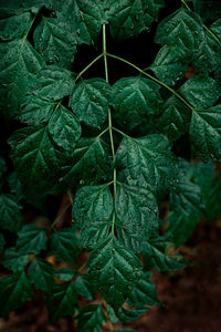Full frame shot of fresh green leaves