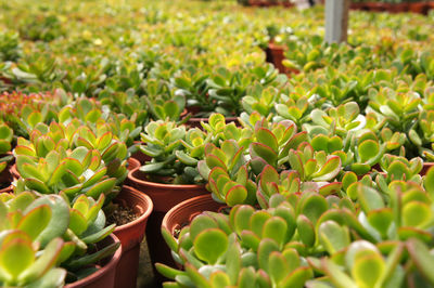 Close-up of succulent plants in greenhouse